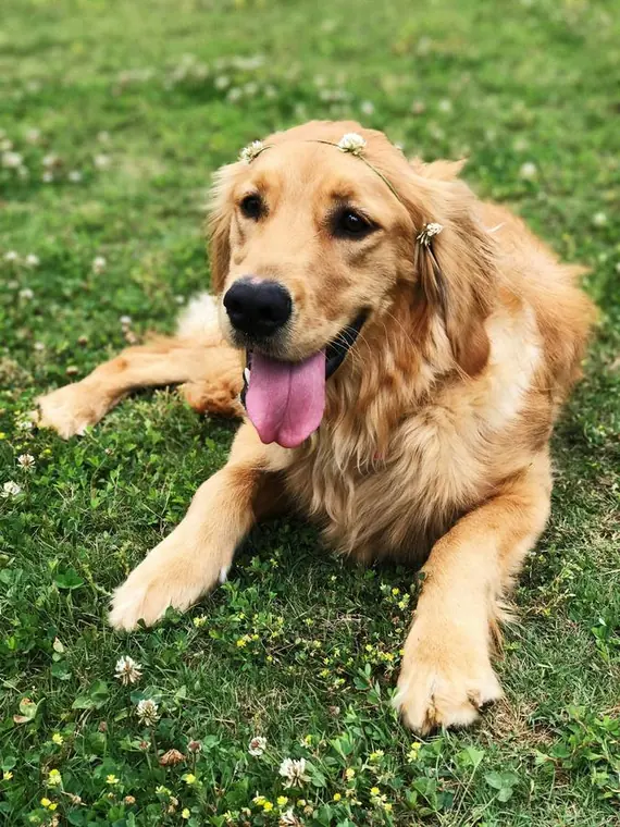 Çimenlerde uzanan bir golden retriever